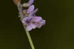 Sampson's snakeroot